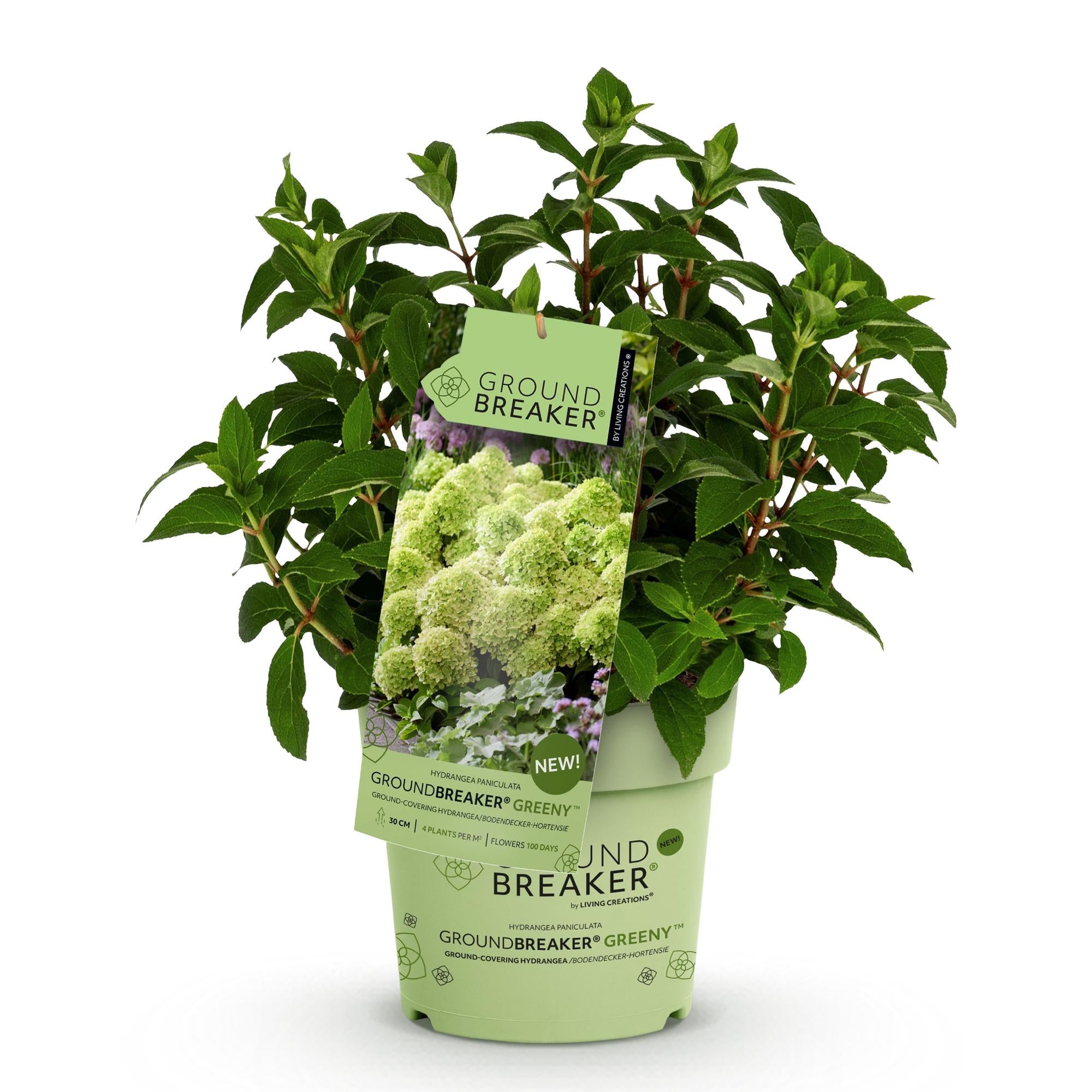 Hydrangea panniculata Groundbreaker Greeny - Pluimhortensia - Winterhard - Creme - 1 Plant - Pot 14cm -Hoogte 20-25cm