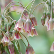240x Allium Siculum - Bloembollen - Siciliaanse honing knoflook - Rood - Zomerbloeier - Bolmaat 8/10