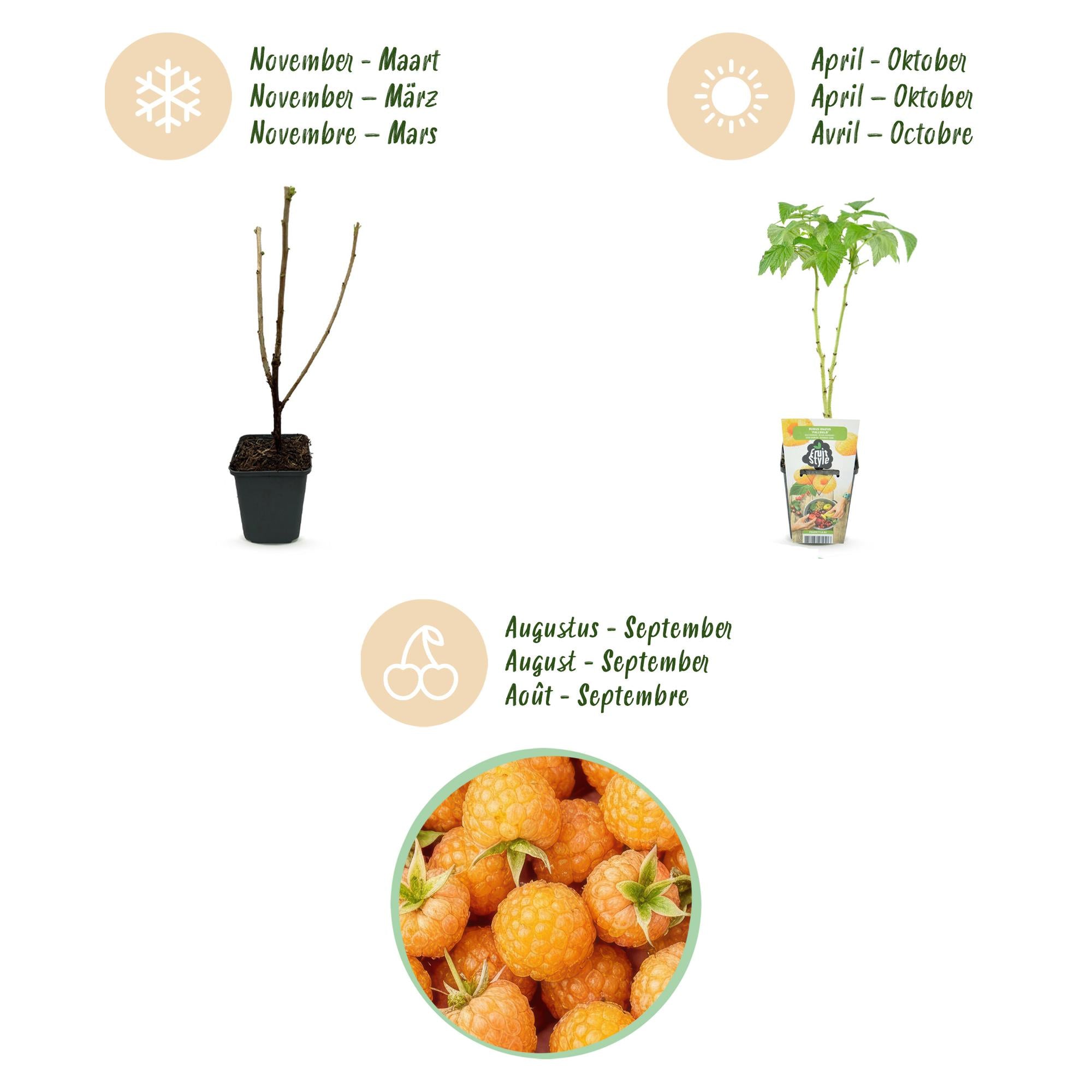 Framboos - Rubus idaeus Fallgold - Winterhard - 3 Planten - Pot 9 cm - Gele Framboos
