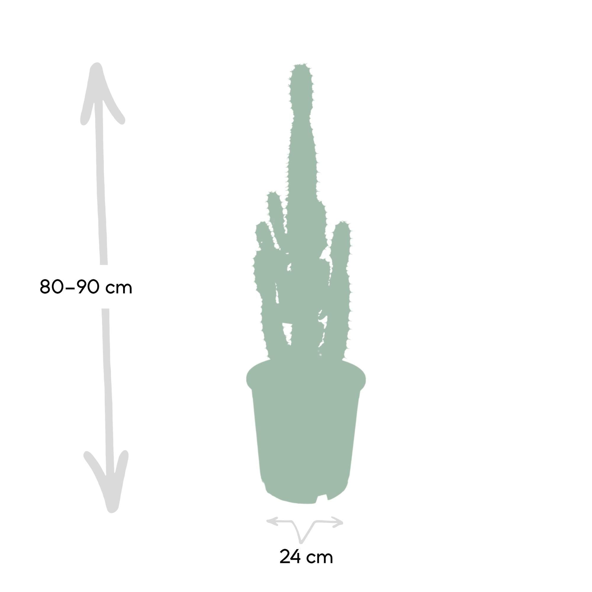 Euphorbia acrurensis - Ø24 cm - ↕60 cm