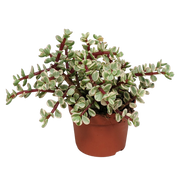 Portulacaria afra Variegata 10.5cm - without pot