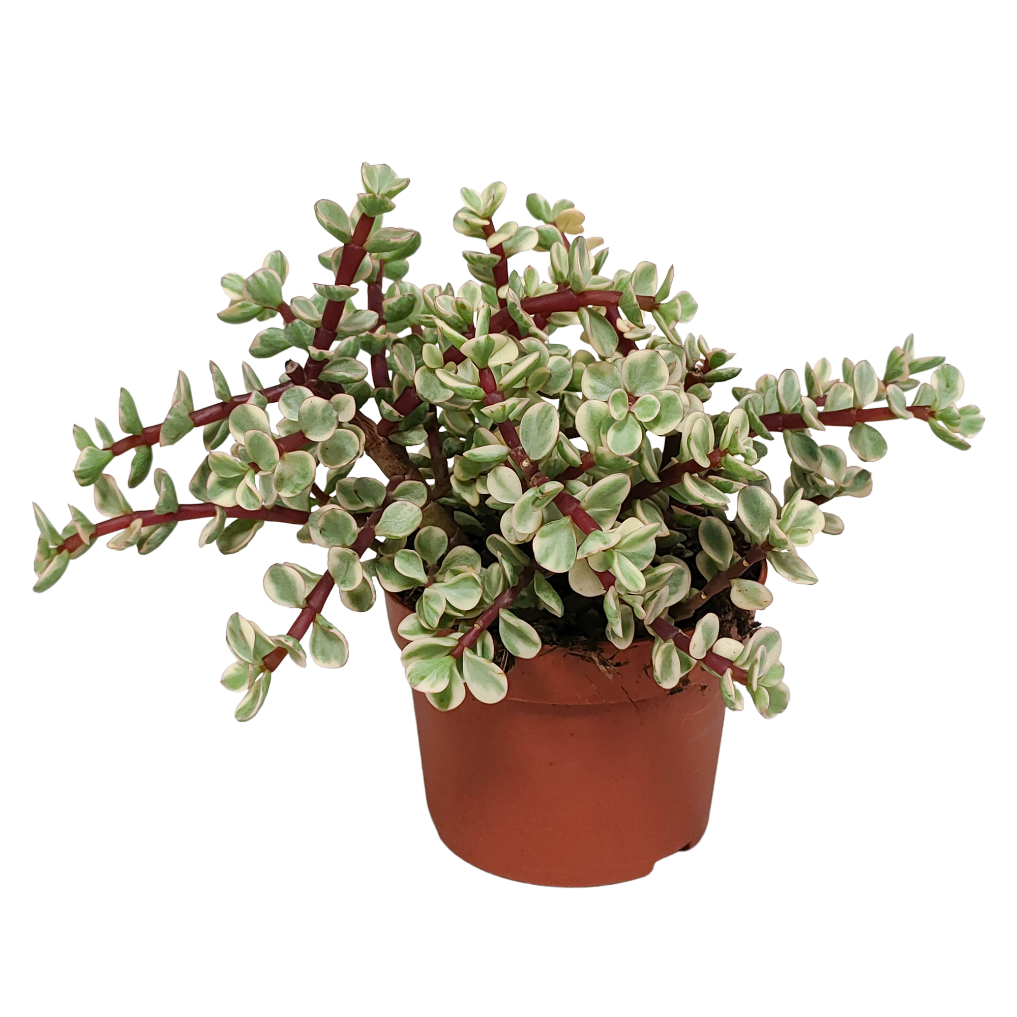 Portulacaria afra Variegata 10.5cm - without pot