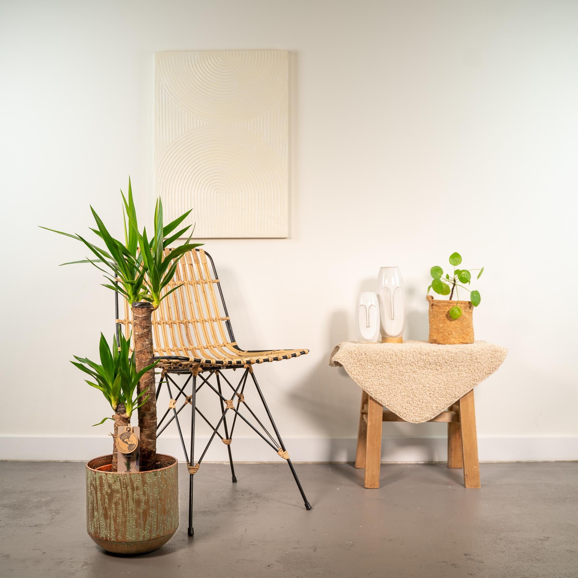 Yucca con vaso - ↨100cm - Ø21cm
