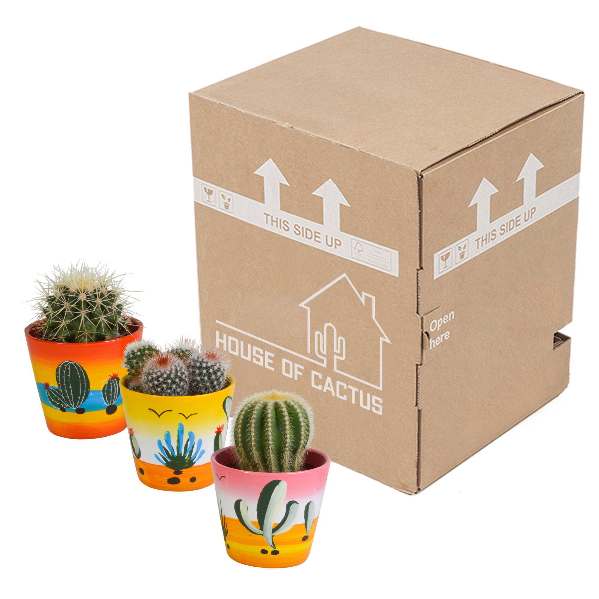 Mix di cactus a sfera 8,5 cm | 3 pezzi - in vaso messicano