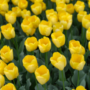 Bulbos de Tulipán Strong Gold – Paquete de 20 | KH Flower Bulbs® | Tulipán Amarillo – Radiante y Fuerte – Para Jardín o Maceta – Tamaño 11/12 – Recién Cultivado