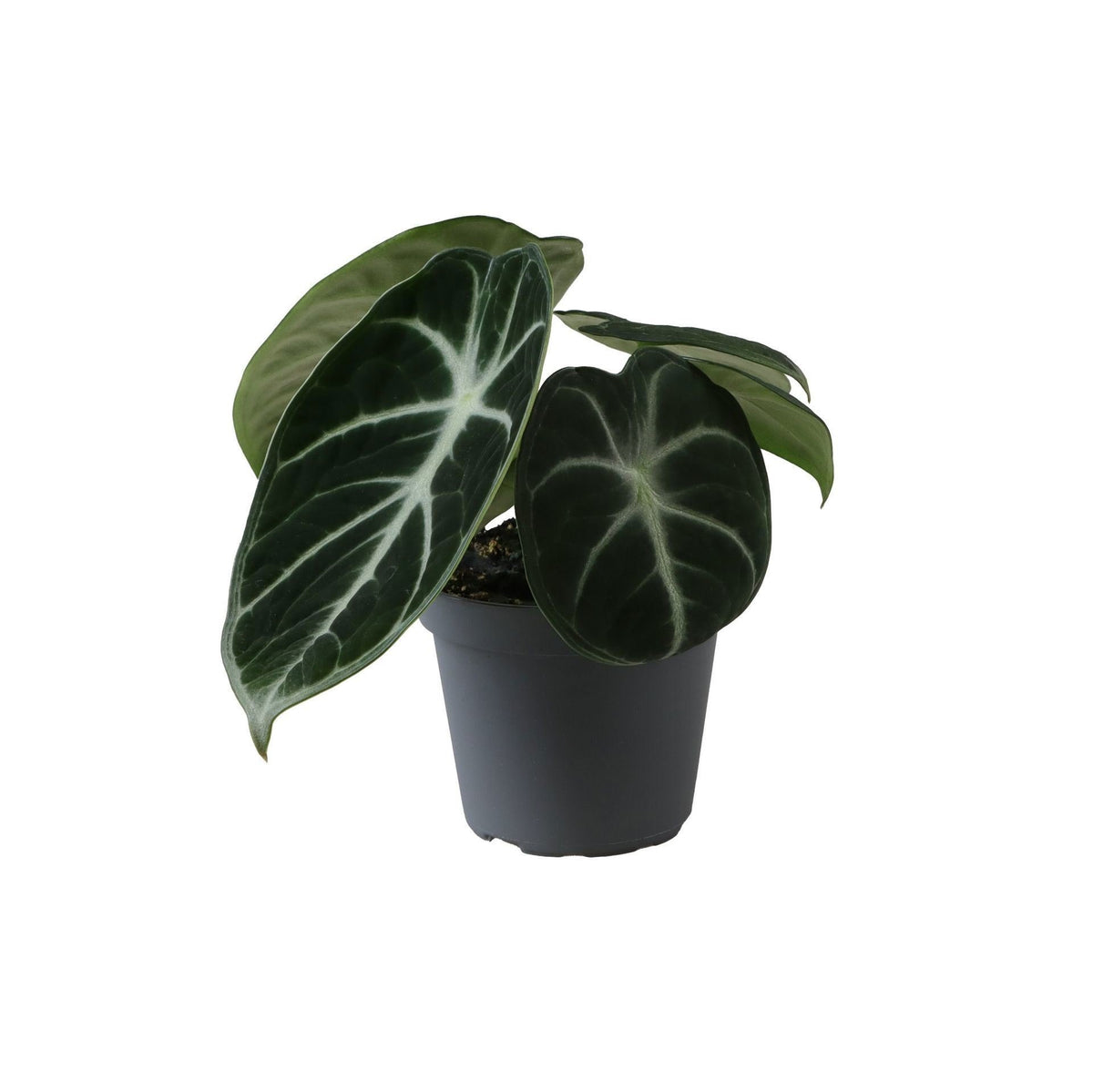 Alocasia Ninja -  Zwart - Tropisch - Ø6cm - ↕10cm