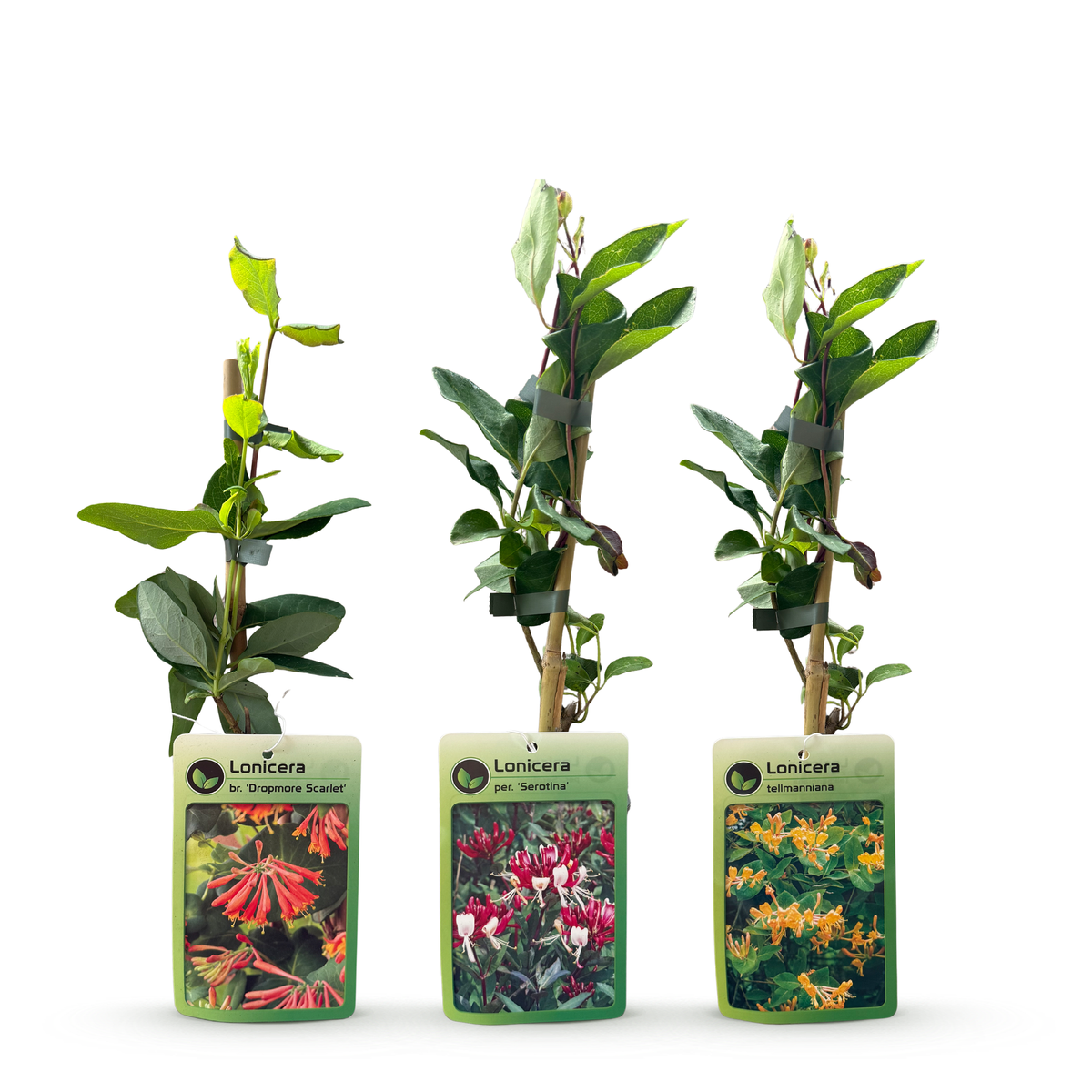 Lonicera Tricolour - Driekleurige kamperfoelie 12x - Rood - Paars - Oranje - Geel - Klimplant - Ø9cm - ↕35cm