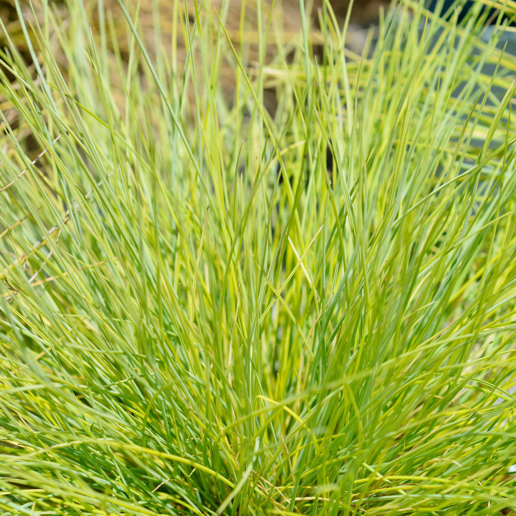 Festuca glauca Golden Toupee - Geel - 4 Planten - Bladhoudend - Weinig Onderhoud - Pot 17cm Hoogte 50cm