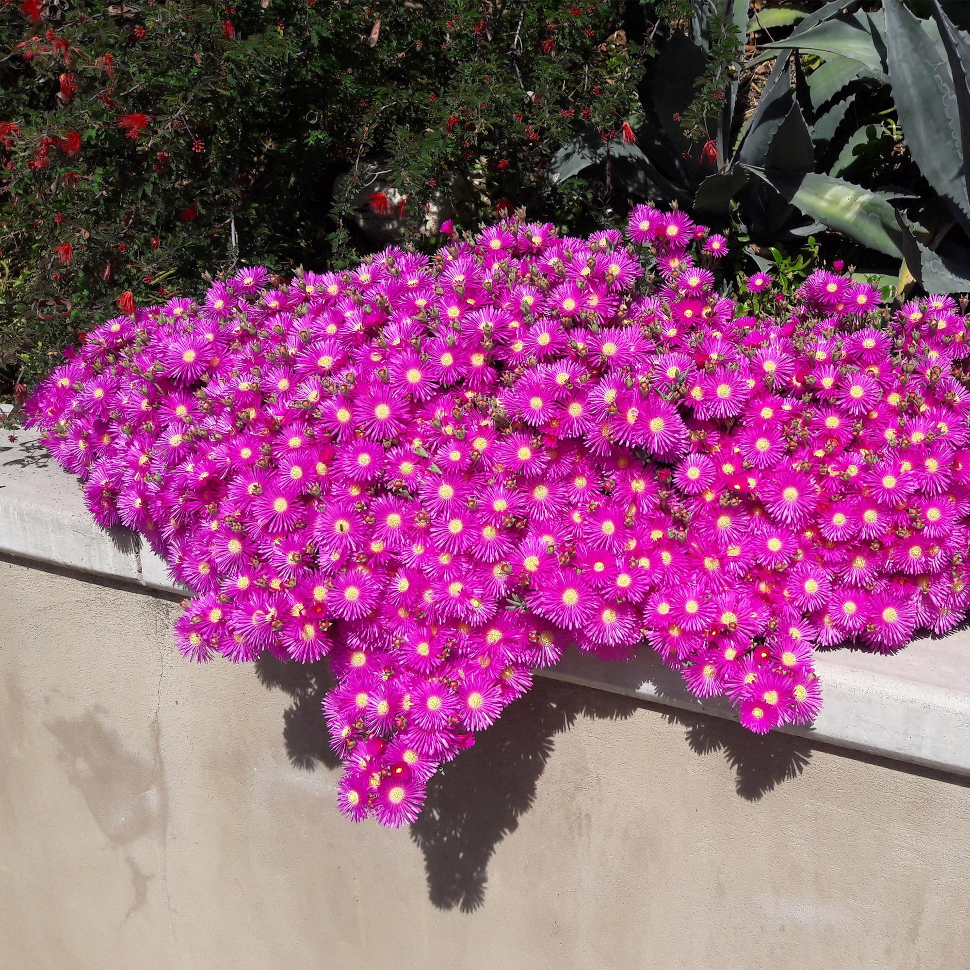Green boutiQ – Bodendecker – Winterhart – Delosperma – 8 Pflanzen – Farben: Rot, Gelb, Lila, Rosa – Pflegeleicht – Topfgröße: 14 cm, Höhe: 17 cm