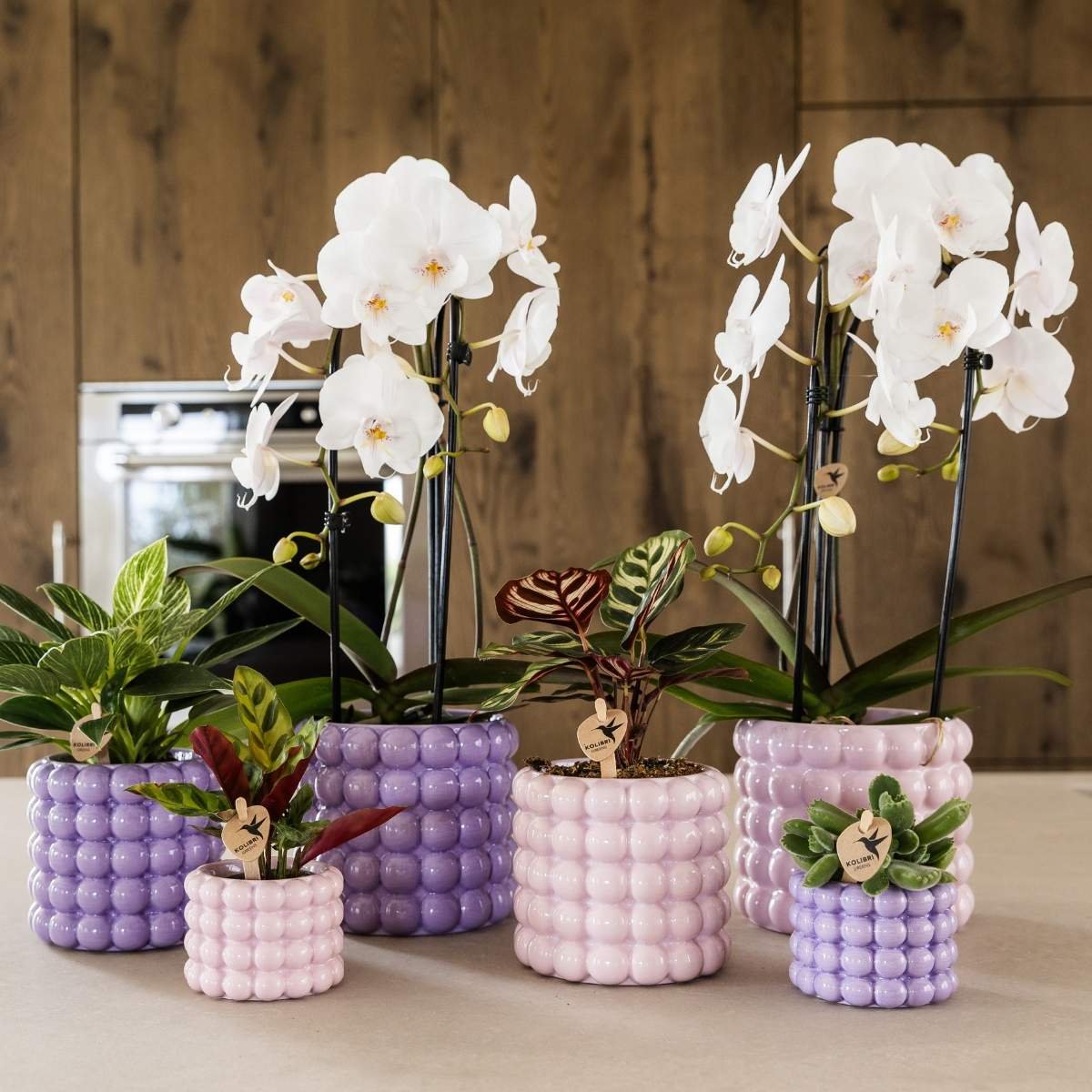 Kolibri Orchids | Combi Deal - 4 Witte Phalaenopsis Orchideeën Niagara Fall White - Ø12 cm