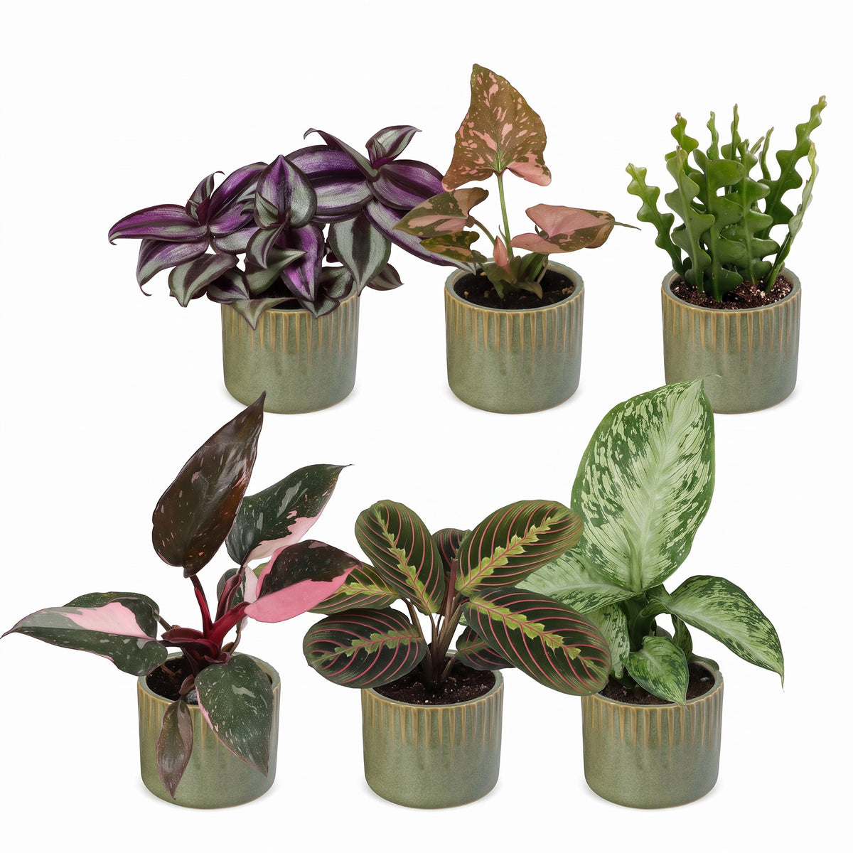 Baby Plants Surprise Box 6x - Verrassingsbox kleine planten - Diversen - Tropisch - incl. Linnea Olive - Ø6cm - ↕5-15cm