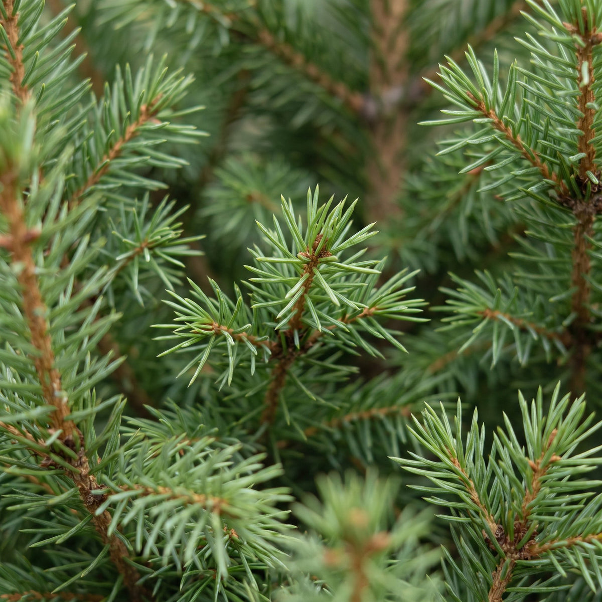 Picea glauca Conica - 2x Kegelspar - Groen - Kerstboom - incl. mand - Ø17cm - ↕65cm