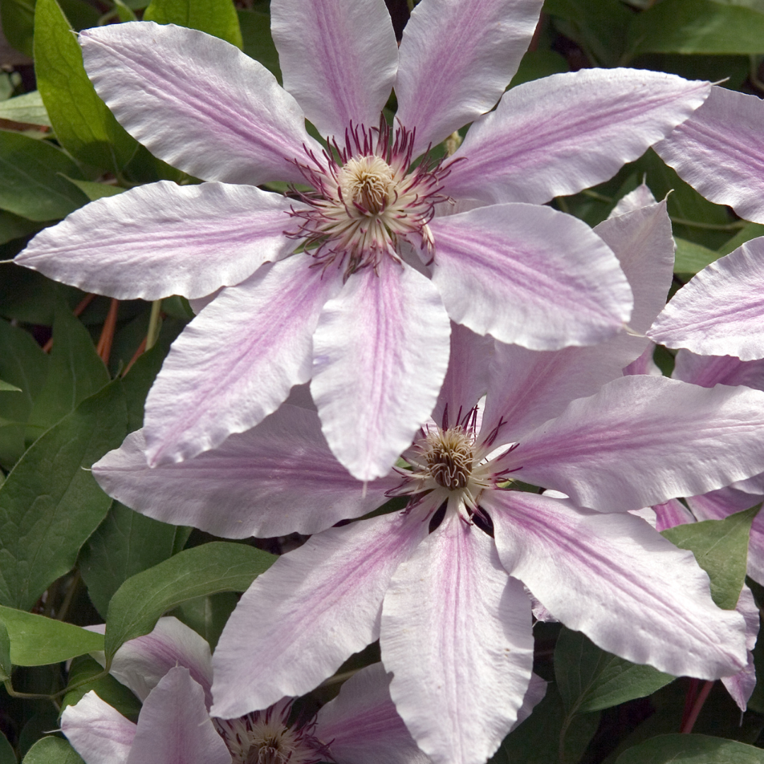 Clematis ‘Hagley Hybrid’ – P9-Topf – wunderschöne rosa blühende Kletterpflanze (6 Stück)