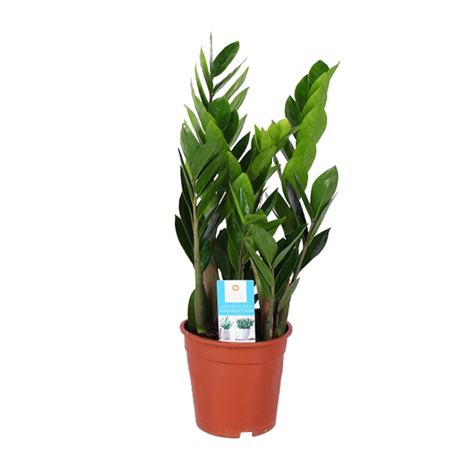 Zamioculcas Zamiifolia - Ø17 cm - ↕60 cm