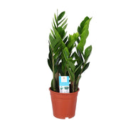 Zamioculcas Zamiifolia - Ø17 cm - ↕60 cm