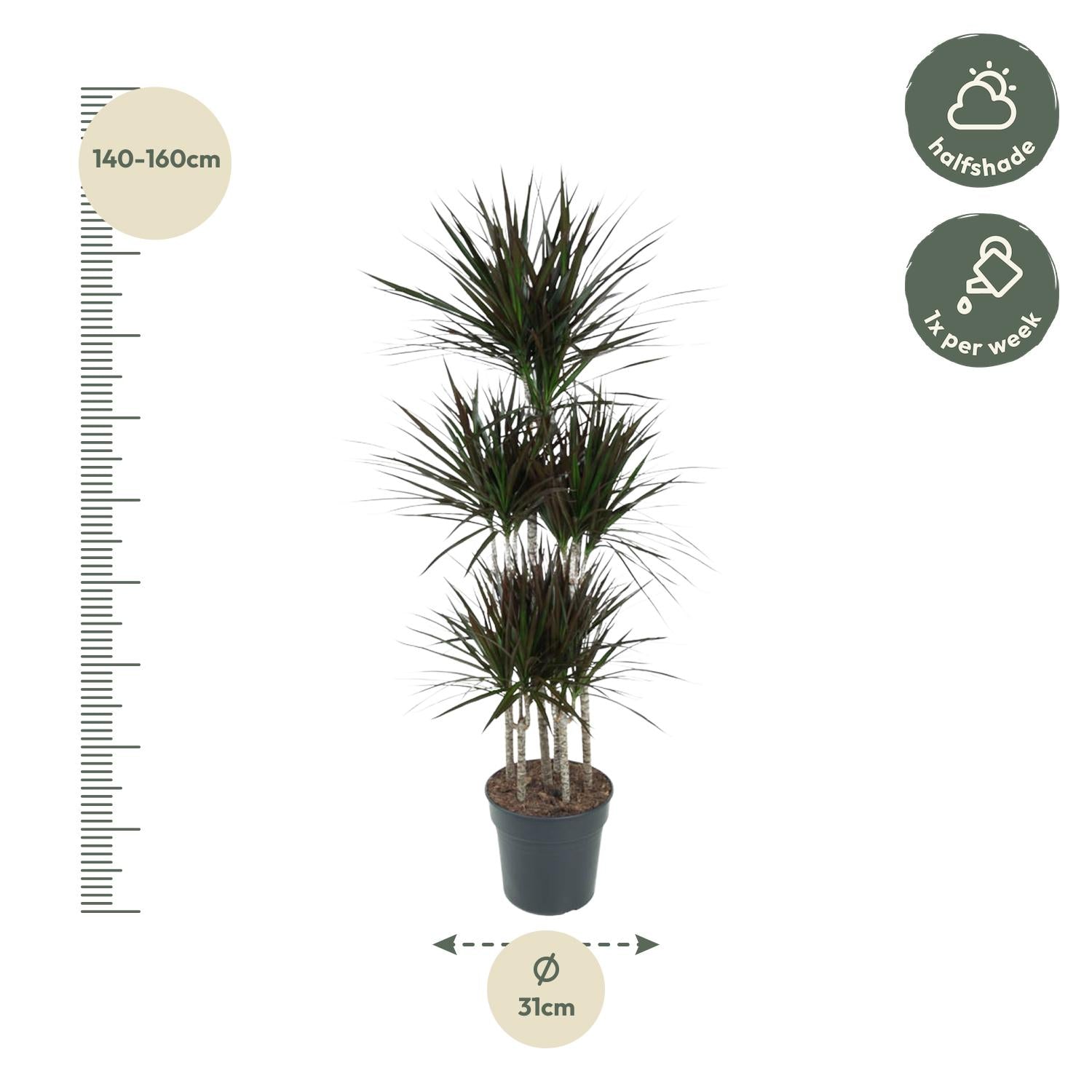 Dracaena Magenta Karussell – 150 cm – ø31