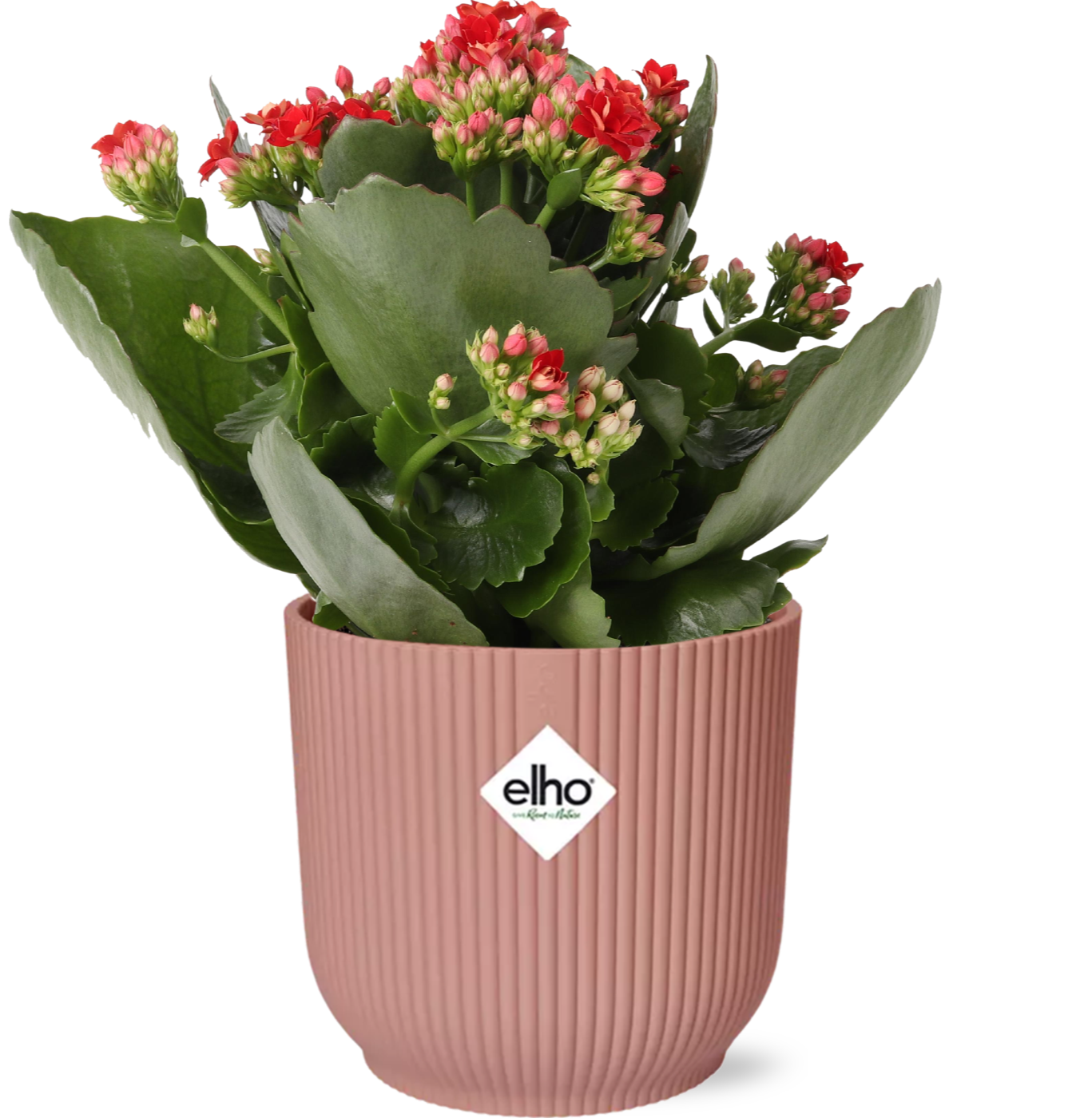 Fête des Mères - Kalanchoe Rosalina Don Justino Rouge + ELHO Vibes Pli 14cm rose