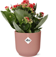 Fête des Mères - Kalanchoe Rosalina Don Justino Rouge + ELHO Vibes Pli 14cm rose