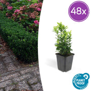 48x Euonymus jap. Green Spire - ↕10-25cm - Ø9cm