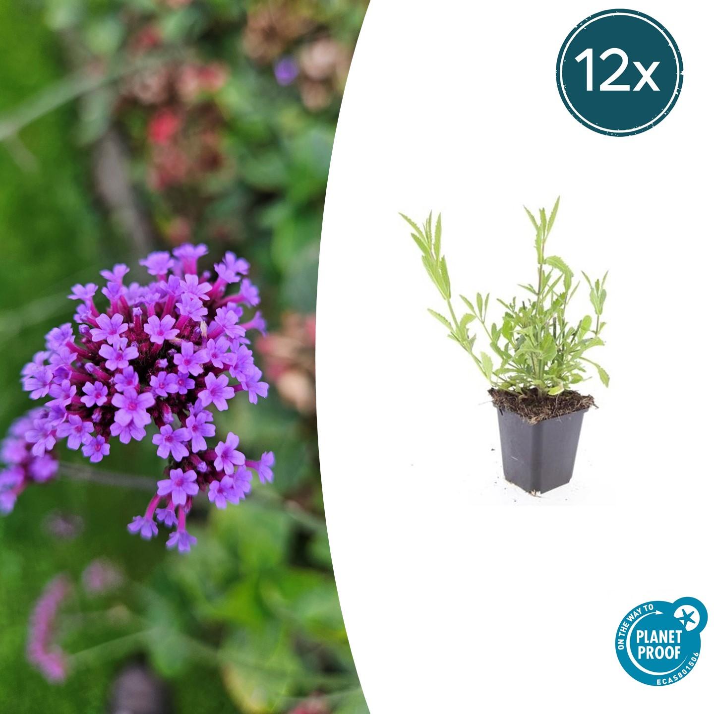 12x Verveine bonariensis - ↕10-25cm - Ø9cm