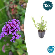 12x Verveine bonariensis - ↕10-25cm - Ø9cm