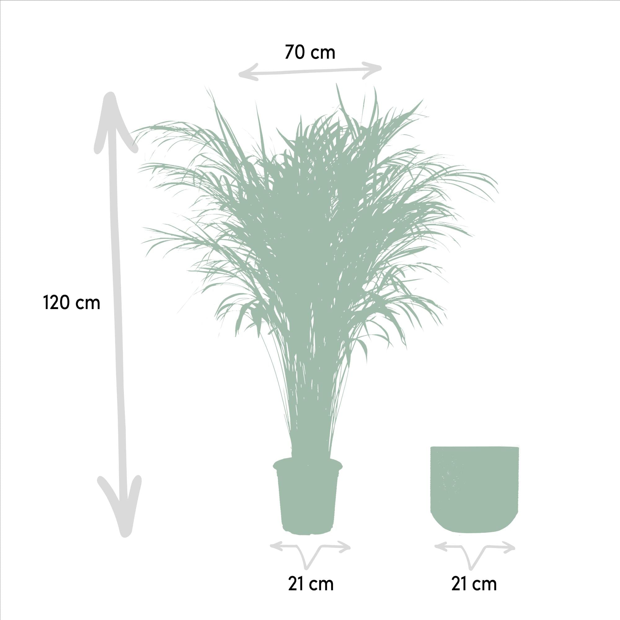 Areca-Palme mit Topf - ↨110 cm - Ø21 cm