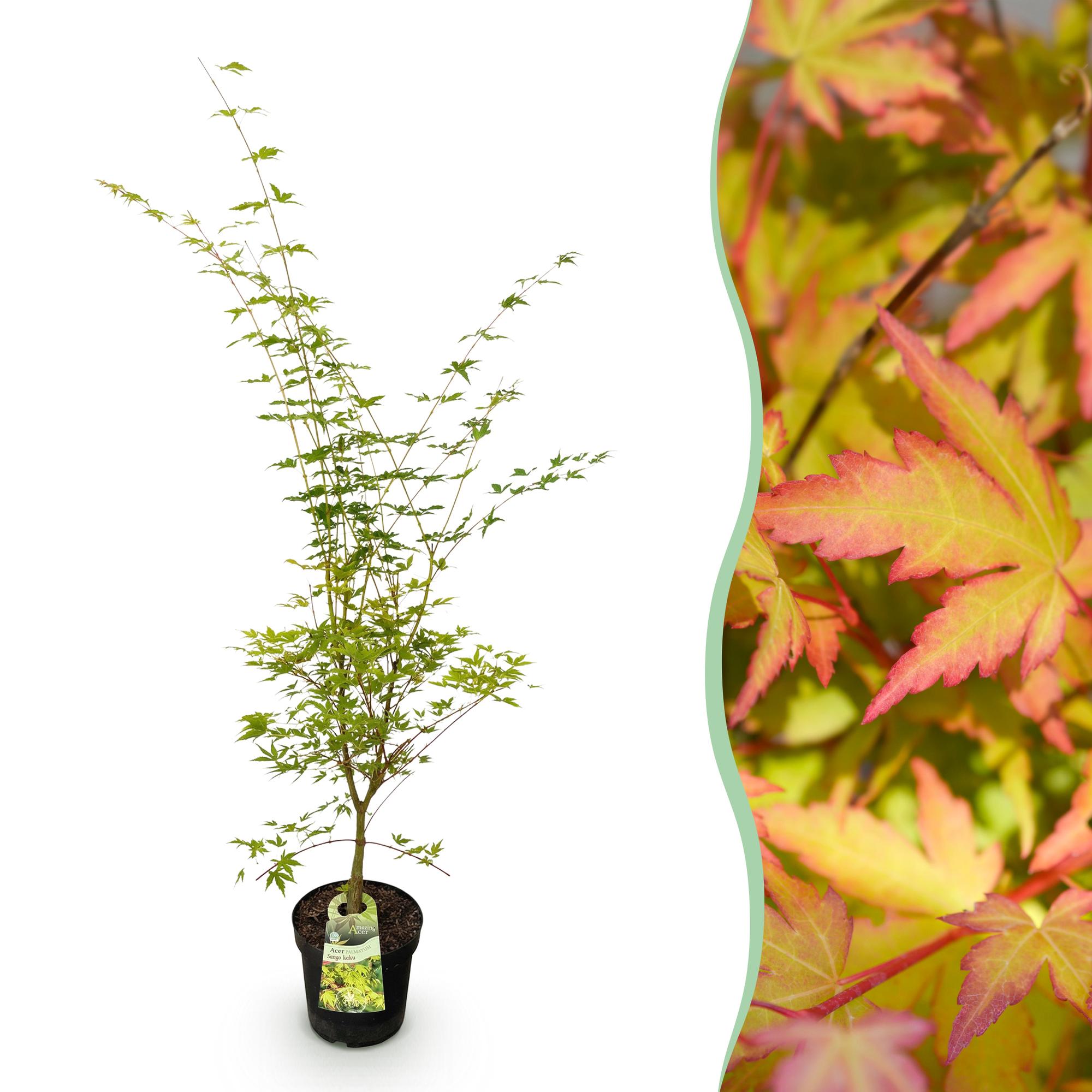 Acer palmatum Sangokaku - Japanse Esdoorn - Bladverliezend - Groen - 1 - Pot 26cm - Hoogte 90cm