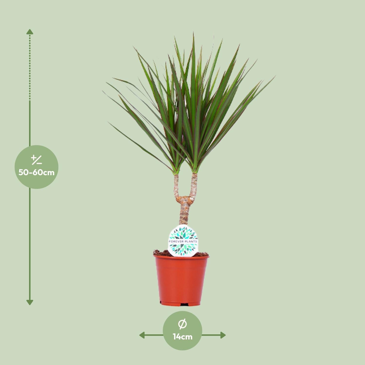 Dracaena marginata - Ø14 cm - ↕55 cm