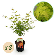 Green boutiQ – Terrassenpflanze – Japanischer Ahorn – Acer palmatum Orange Dream – Orange – 2 Pflanzen – Laubabwerfend – Topf 19 cm, Höhe 70 cm