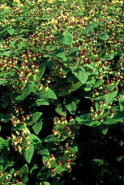 12x Hypericum inodorum 'Beauté' - ↕10-25cm - Ø9cm