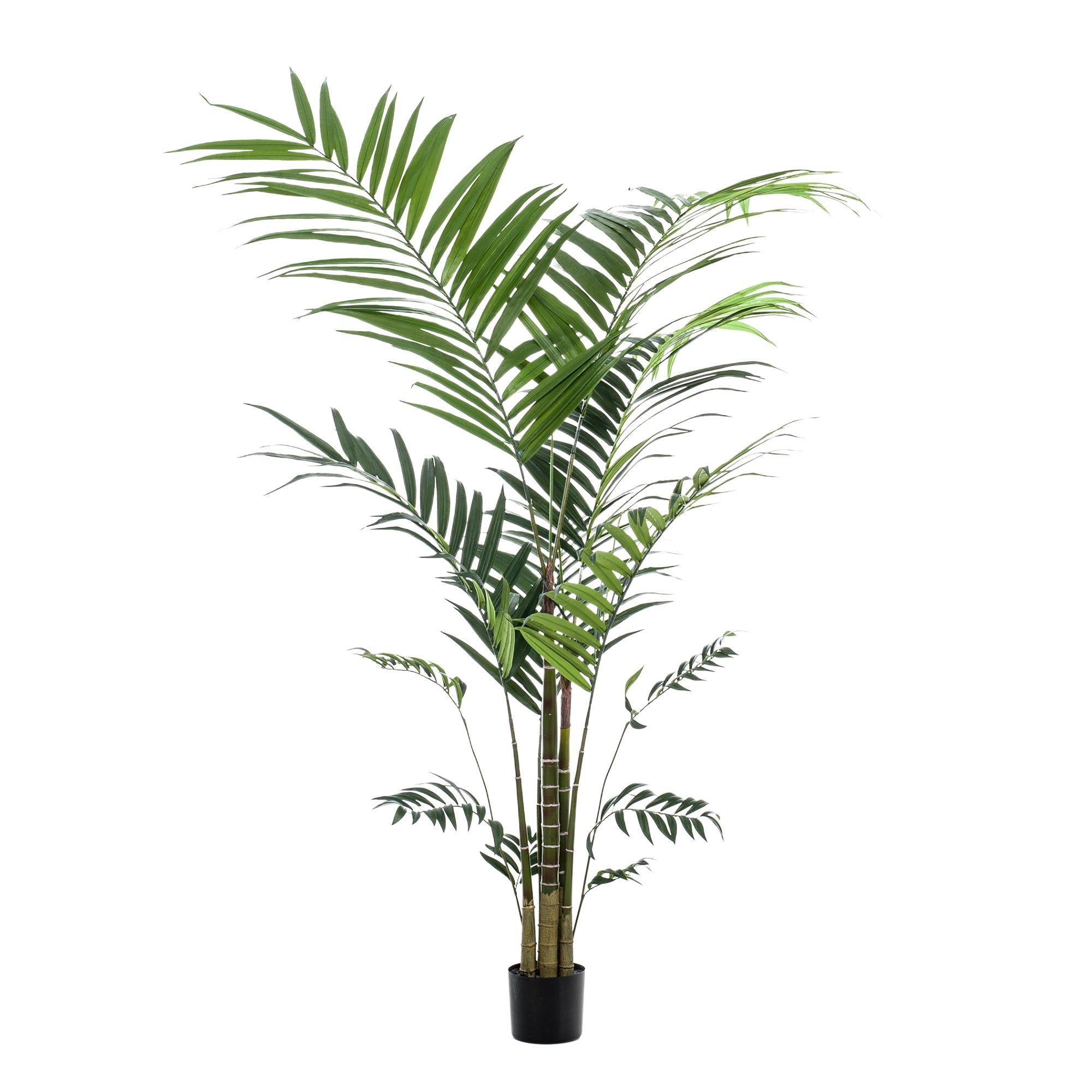 Pianta artificiale - Kentia - Palma Kentia - 210 cm