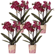 Kolibri Orchids | Combi Deal - 4 Paarse Phalaenopsis Orchideeën Blossom Chamonix - Ø9 cm