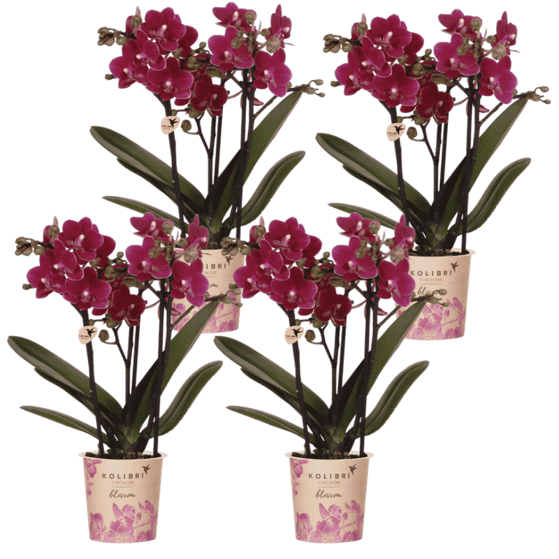 Kolibri Orchids | Combi Deal - 4 Paarse Phalaenopsis Orchideeën Blossom Chamonix - Ø9 cm