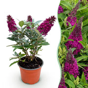 Buddleja davidii Butterfly Candy Little Ruby - Vlinderstruik - Compact - Rood - 1 Plant - Pot 12cm - Hoogte 20-25cm