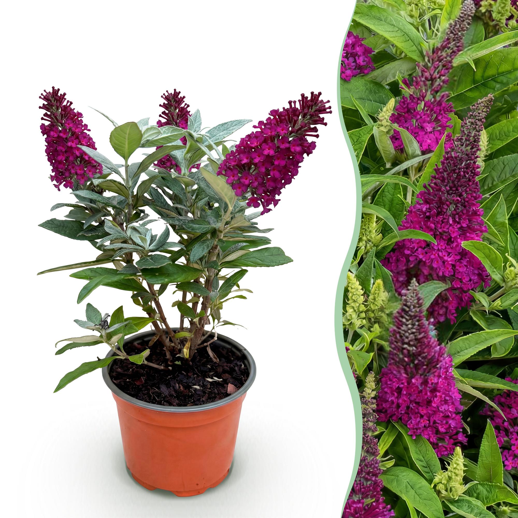 Buddleja davidii Butterfly Candy Little Ruby - Vlinderstruik - Compact - Rood - 1 Plant - Pot 12cm - Hoogte 20-25cm