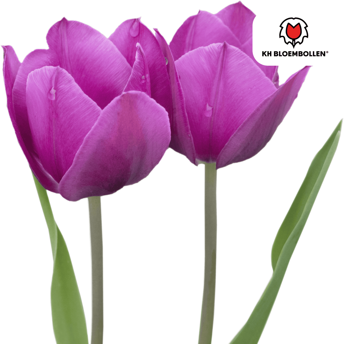 Purple Prince -tulppaanien sipulit – 20 kpl | KH Bloembollen® | Purppura-violetti tulppaani – Voimakas ja kuninkaallinen – Puutarhaan tai ruukkuun – Koko 11/12 – Tuoreena viljelijältä