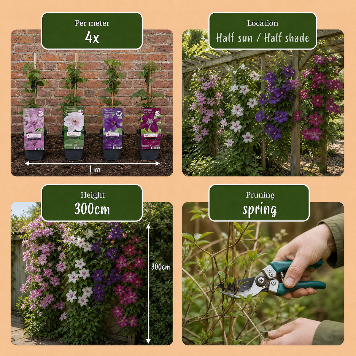 Clematis Rainbow - Bosrank 16x - Paars - Rood - Roze - Wit - Klimplant - Ø9cm - ↕35cm