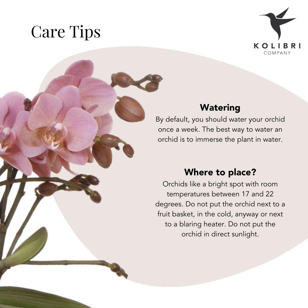 Kolibri Orchids | Roze Phalaenopsis orchidee – Treviso in Groove pot goud – potmaat Ø12cm – 35cm hoog | bloeiende kamerplant in bloempot - vers van de kweker