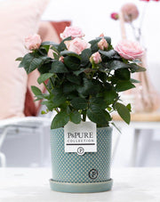 Rosa Light Pink In P&PURE Lauren Ceramics - Ø12cm - ↕30cm