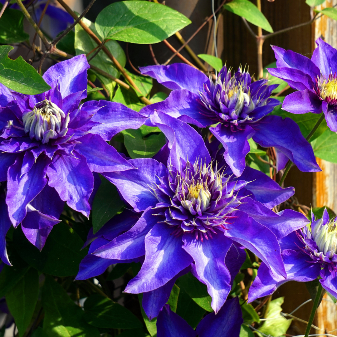 Klematis ‘Multi Blue’ – P9 kruka – speciell blåblommande klätterväxt 6x