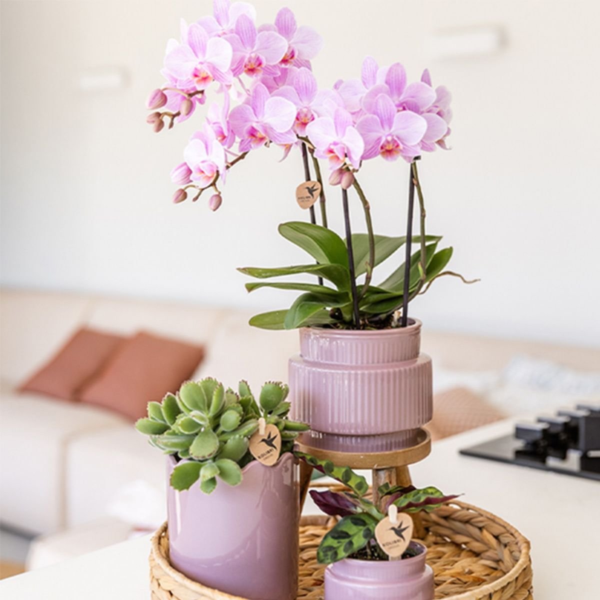 Kolibri Orchids | Combi Deal - 2 Roze Phalaenopsis Orchideeën Mineral Chamberry - Ø9 cm
