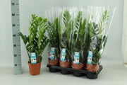 Zamioculcas 14cm - Ø14cm - ↕65cm