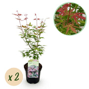 Green boutiQ - Pianta da patio - Acero giapponese - Acer palmatum Phoenix - Rosa - 2 piante - Decidua - Vaso 19 cm Altezza 70 cm