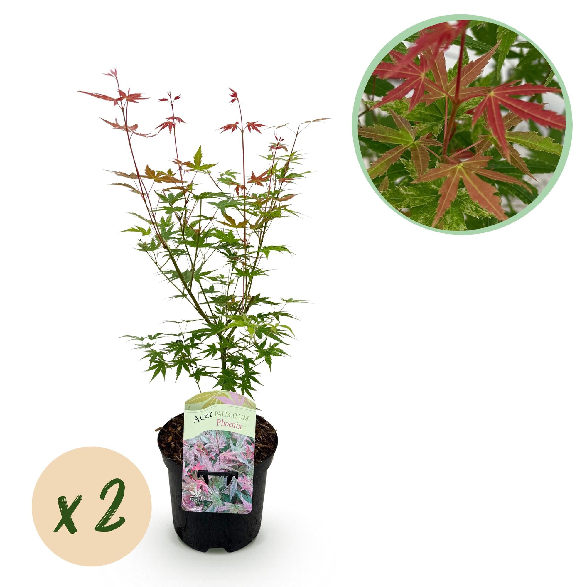 Green boutiQ - Pianta da patio - Acero giapponese - Acer palmatum Phoenix - Rosa - 2 piante - Decidua - Vaso 19 cm Altezza 70 cm