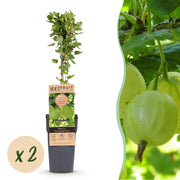 Ribes uva-crispa Hinnonmäki Grün - Kruisbes - Winterhard - Groene Bes - 2 Planten - Pot 15cm - Hoogte 50cm