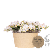 Kolibri Orchids | Witte Jungle Bouquet Botanic Nazare in Reed Basket