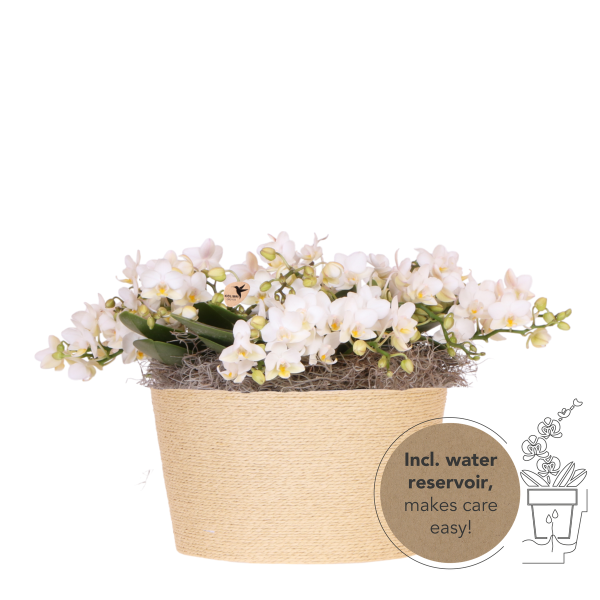 Kolibri Orchids | Witte Jungle Bouquet Botanic Nazare in Reed Basket