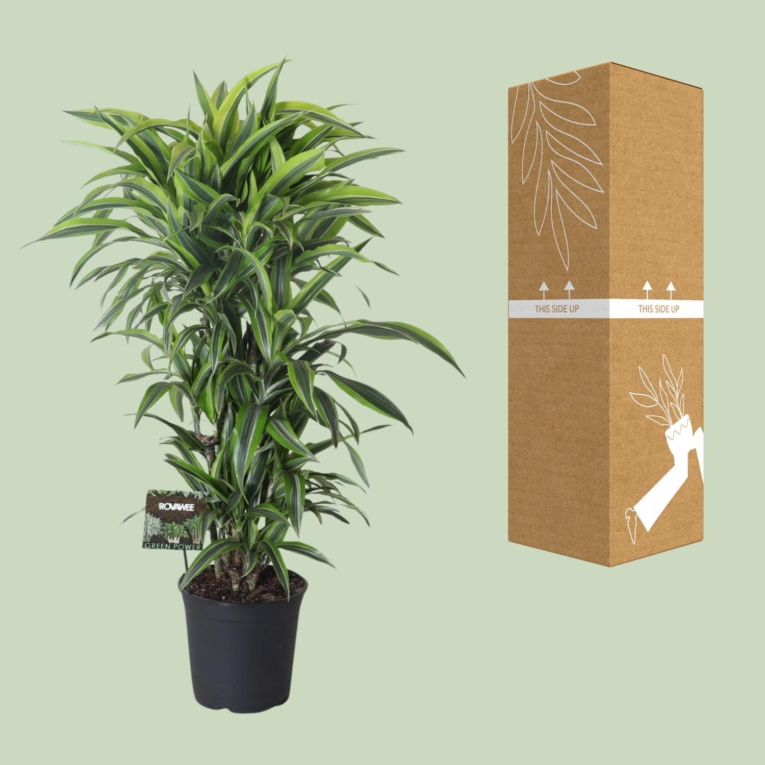 Dracaena Fragrans Limone Lime Ramificata - Ø27cm - ↕120cm