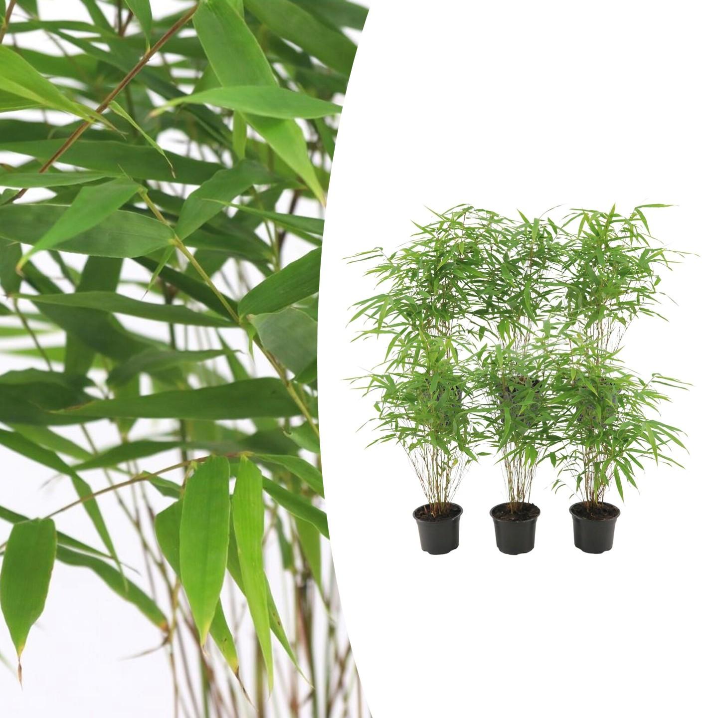 6x Fargesia Rufa Ø13 cm - ↕25 cm Bambú