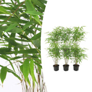 6x Fargesia Rufa Ø13 cm - ↕25 cm Bambú